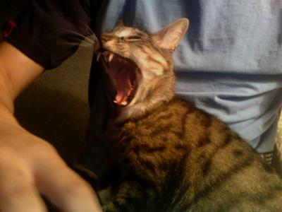 Yawning Cat Number 142